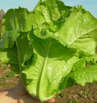 Romiešu salāti 'Verde Degli Ortolani'